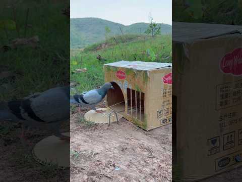 Creative DIY Bird Trap Using Cardboard Box #youtubeshorts thumbnail