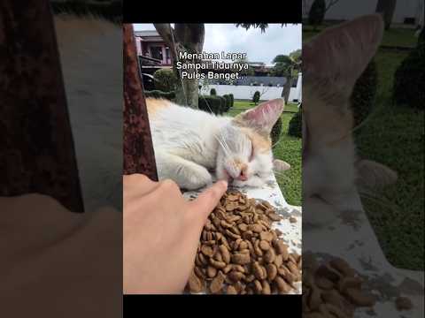 Tidur Menahan Lapar #shorts #cat #kucing #animals #funny #pets #kitten #lucu thumbnail