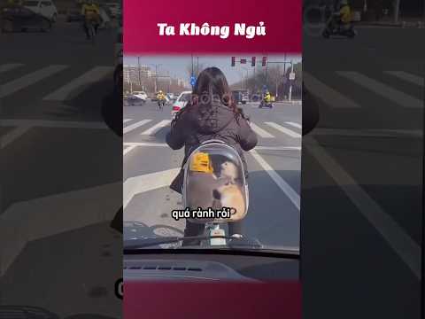 Khi cư dân mạng cãi nhau 🗯️ #takhongngu thumbnail