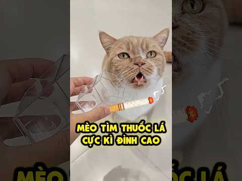 Huấn Luyện An An Tìm Thuốc Lá Cực Đỉnh 🙀 thumbnail