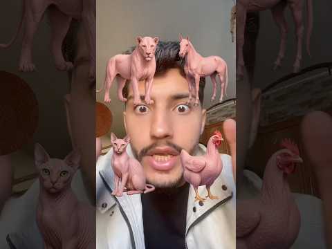 فلتر تلبيس الحيوانات 😂 thumbnail