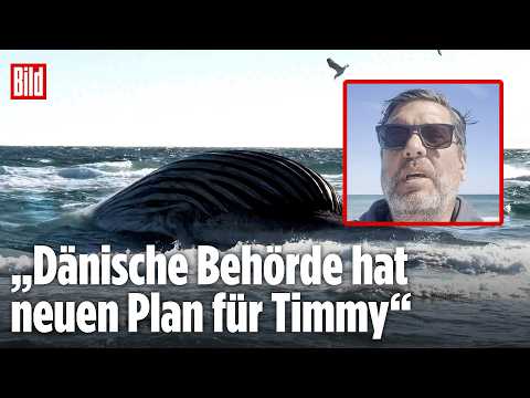 ANHOLT: Toter Buckelwal Timmy sorgt weiter für Alarm auf dänischer Insel thumbnail