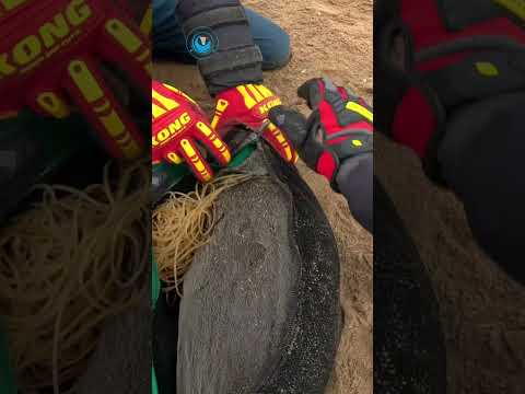 Seal Rescued From Old Fishing Line #shorts thumbnail