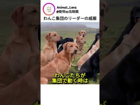 わんこ集団のリーダーの威厳 thumbnail