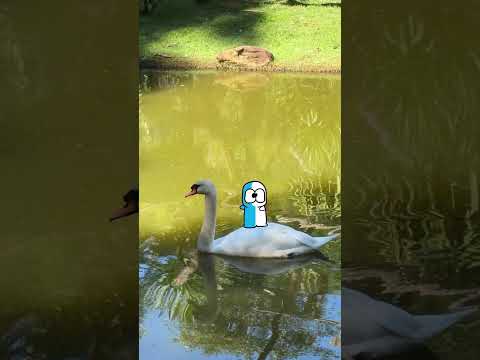 Levei o Pimgo No Zoológico! thumbnail