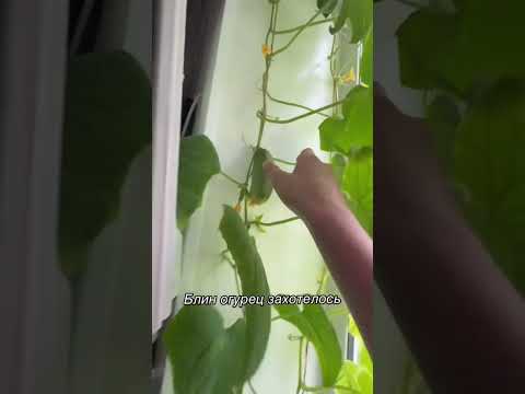 ОГУРЕЦ ЗАХОТЕЛОСЬ | TikTok: user72352547445926 thumbnail
