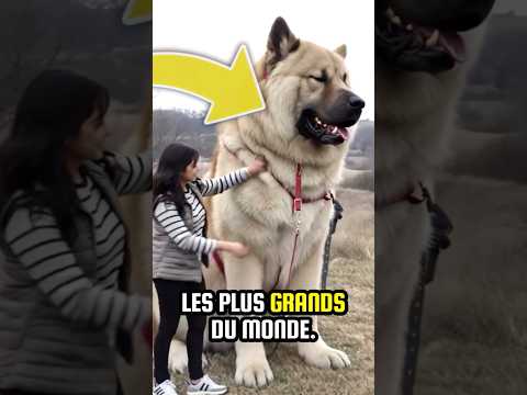 Top 3 des chiens les plus grands du monde ! 😱 thumbnail