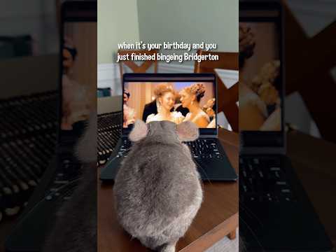 He gets whatever he wants on his 11th birthday 🎂🩰 #chinchilla #bridgerton #cute #pets thumbnail