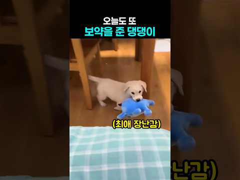 인형 물고 왔을 뿐인데 왜 이렇게 귀엽냐ㅋㅋ thumbnail