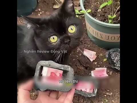 Bạn có muốn nuôi một chú mèo mang lại may mắn không. thumbnail