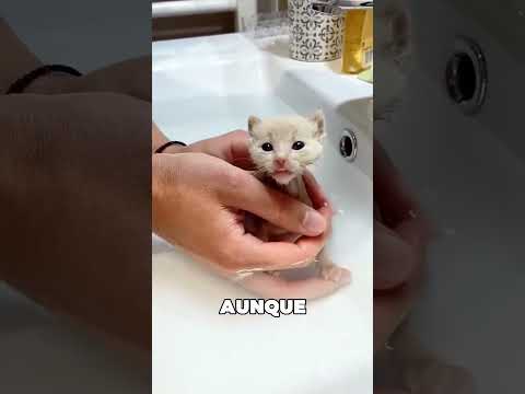 Este Chico Adoptó Otro Animal Sin Querer 😯❤️ thumbnail