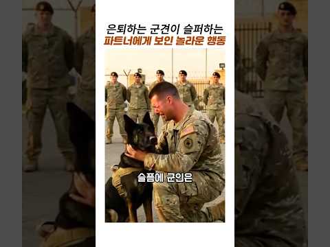 군견의은퇴식 슬퍼하는 파트너에게 보인 군견의놀라운행동#셰퍼드#군견병 thumbnail