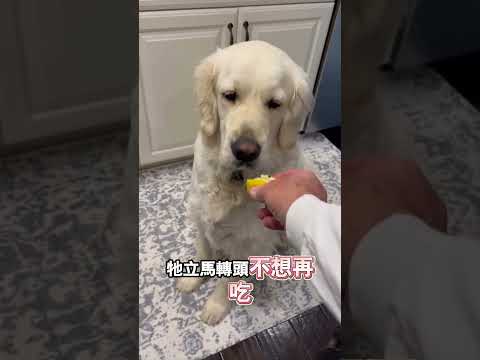 被檸檬酸到的委屈小狗 thumbnail