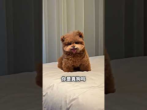 我以为是玩具狗，结果它突然动了? thumbnail