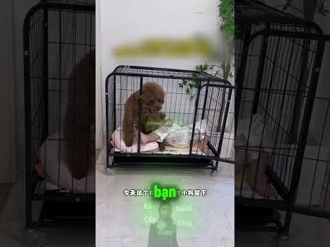 Cái Kết Đắng Lòng Khi Cô Bé Vô Tư Vào Chiếm Giường Của Đại Boss 😅 thumbnail