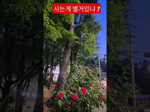 사는게 별거있냐 ? 즐겁게 사는거지 #박지현 #무 #트로트 #안중태tv #shorts thumbnail