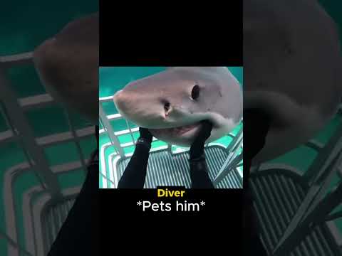 Proof that sharks just need a little love ❤️ thumbnail