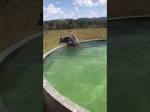veja ai #gado #agro #vaca #viral #vaquejada #montaria #cavalgada #cavalo #fazenda #shorts #sitio thumbnail