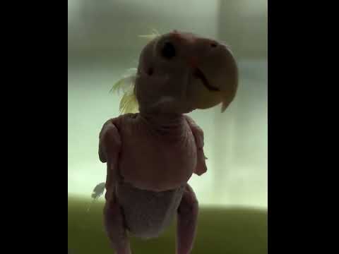Bald Baby Parrot Won’t Let Go Of His Comfort Teddy thumbnail