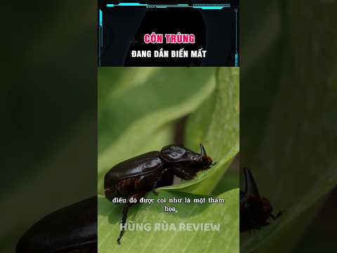 côn trùng đang ngày càng ít đi thumbnail