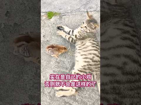 实在是自己家的小鸡，否则就不是这个结果了 #cat #貓咪日常 thumbnail