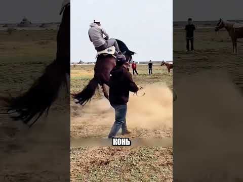 Ахалтекинец устроил настоящий ХАОС😨🐎💥 thumbnail