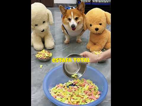 El perro más dramático del mundo 🤣👑 thumbnail