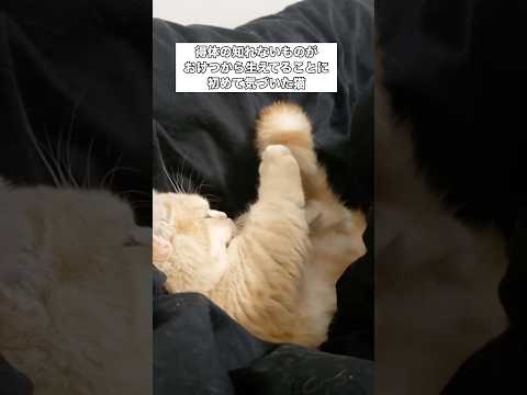 自分のしっぽに初めて気づいた猫の反応が面白すぎる #ミヌエット #短足ミヌエット #子猫 #shorts thumbnail