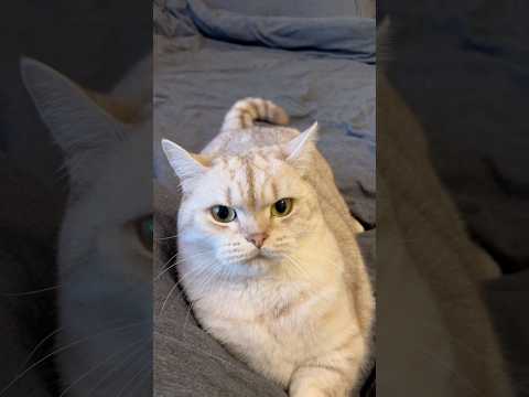 Just a little language barrier 🙃 #cat #cats #catlovers #catsofyoutube #dating #petlovers thumbnail