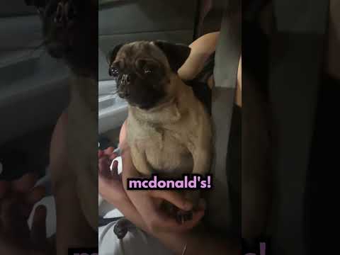 Kiedy Pies Nie Dostanie Kubeczka Dla Psów…😭 thumbnail