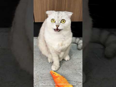 Sonya is a sly cat 😏 #cats #cat thumbnail