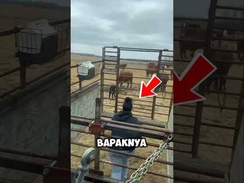 alat jenius ini bikin sapi auto nurut 😱 thumbnail
