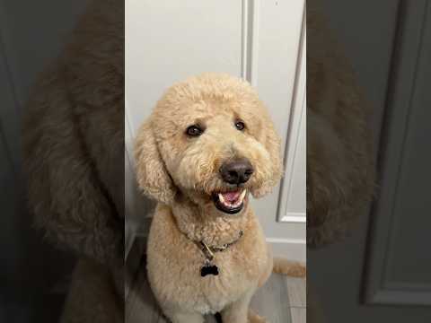 Oliver the chaperone at your service #dogs #dogcomedy thumbnail