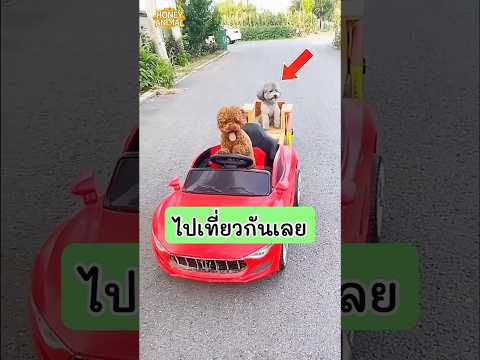 เจ้าสุนัขตัวนี้อยากนั่งรถไปเที่ยว แต่รถยังไม่หรูหราพอ จึงตัดสินใจซื้อรถสุดเท่คันใหม่ #dog #หมา thumbnail