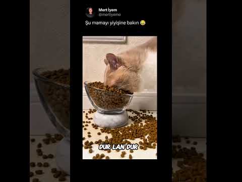 Bu tür videolar için kanalımıza abone olmayı unutmayın ? thumbnail
