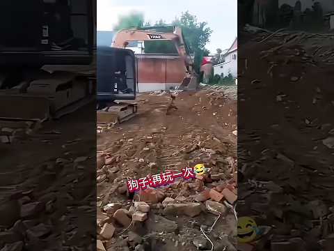 🇨🇳 萌犬独钟爱坐挖掘机，离开后竟撒娇还要再来一次 🇬🇧 A Playful Dog Loves Riding in an Excavator Bucket thumbnail