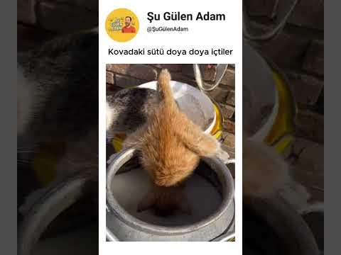 Kovadaki sütü doya doya içen kediler thumbnail