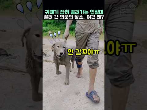귀때기 잡혀 끌려가는 인절미.. 끌려간 의문의 장소는? thumbnail