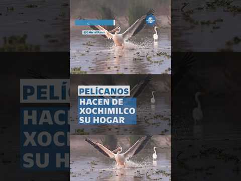 Pelícanos convierten Xochimilco en su casa, llegan para quedarse en humedales #shorts thumbnail