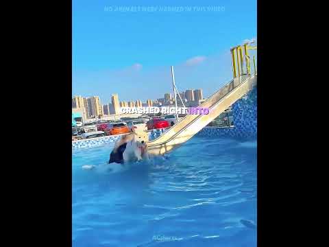 This dog thinks he’s the pool manager! 😂🐕 thumbnail