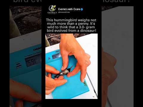 This Tiny Bird Weighs Less Than a Penny… But Its Origin Will Blow Your Mind! 🐦🦖 thumbnail