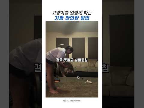 고양이를 열받게 하는 가장 잔인한 방법 thumbnail