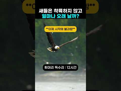 공중의 새를 보라 thumbnail