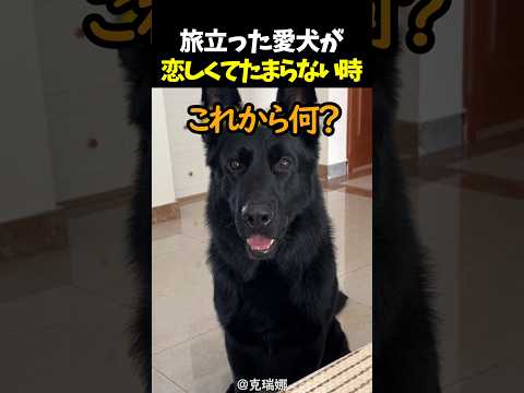 旅立った愛犬が恋しくてたまらない時 thumbnail