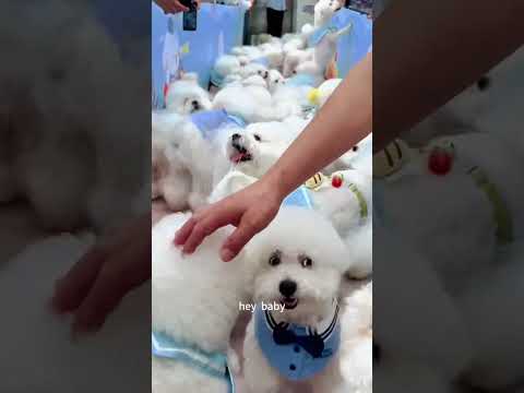 Guys, could you help me find my puppy???#funny #shorts #puppy thumbnail
