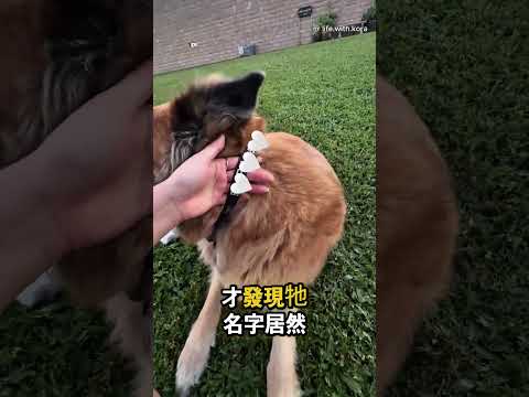 這女生散步時遇到一隻超親人的狗…後面發展太剛好了😳 thumbnail