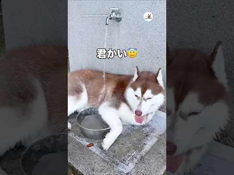 ドッグランで水独占している犬がいるって聞いたら…｜PECO thumbnail