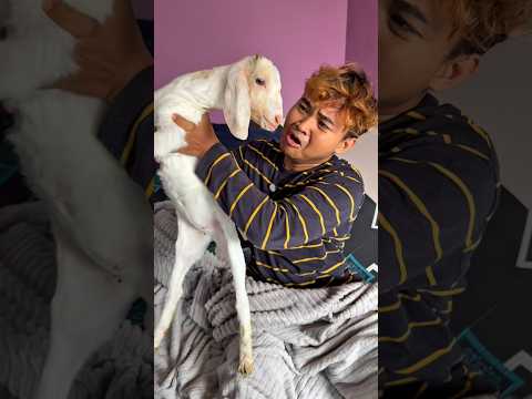 Tidur sama kambing thumbnail