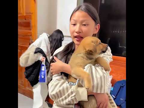 This little puppy was always bullied, but when it grew up... #pets #cute #funny #shorts thumbnail