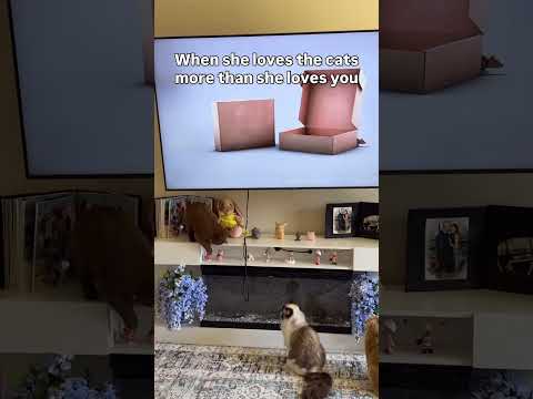 Never date a crazy cat lady thumbnail